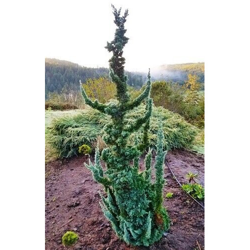 Продам кипарисовик Wissel’s Saguaro, висота 55 см, продам кипарисовик Віссельс Сагуаро Продам кипарисовик Wissel’s Saguaro, висота 55 см, продам кипарисовик Віссельс Сагуаро