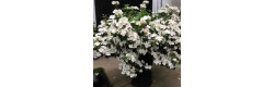 Гортензія ампельна Runaway Bride, Hydrangea hybrid Runaway Bride