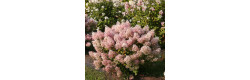 Гортензія волотиста Bobo, Hydrangea paniculata Bobo