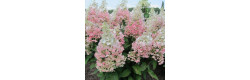 Гортензія волотиста Confetti, Hydrangea paniculata Confetti