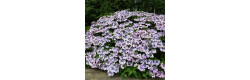 Гортензія пилкова Bluebird, Hydrangea serrata Bluebird