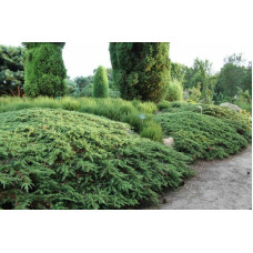 Продам саджанець ялівцю Green Carpet, штамб 60 см, продам ялівець Грін Карпет