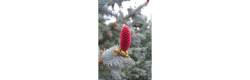 Продам саджанець ялини Hoopsii, висота 150+ см, продам ялину Хупсі
