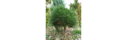 Сосна чорна Nana Compacta, Pinus nigra Nana Compacta