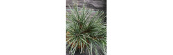 Сосна румелійська Glauca Compacta, Pinus peuce Glauca Compacta