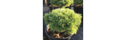 Сосна веймутова Squigles, Pinus strobus Squigles