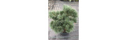 Продам сосну Chantry Blue, продається сосна Чантрі Блу, горщик С10