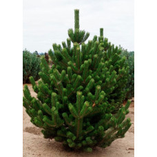 Продам сосну Орегон Грін, висота 80 см, купити саджанець сосни Oregon Green
