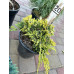 Продам ялівець горизонтальний Golden Carpet, горщик С2.5, продам ялівець Голден Карпет Продам ялівець горизонтальний Golden Carpet, горщик С2.5, продам ялівець Голден Карпет