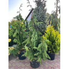 Продам кипарисовик нутканський Пендула, висота 180+ см, продам кипарисовик нутканський Pendula