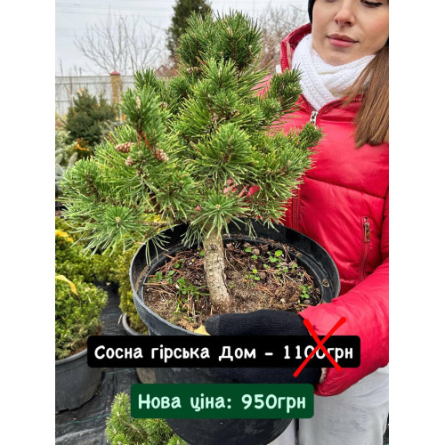 Сосна Дом продам саджанець, висота 40 см, продам сосну Dom Сосна Дом продам саджанець, висота 40 см, продам сосну Dom