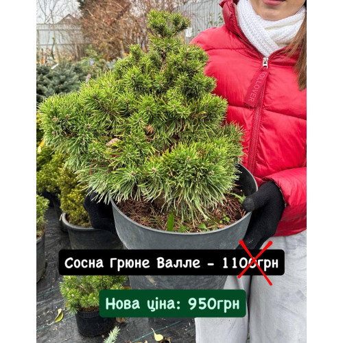 Сосна Грюне Велле продам саджанець, висота 30-40 см, продам сосну Grune Welle Сосна Грюне Велле продам саджанець, висота 30-40 см, продам сосну Grune Welle