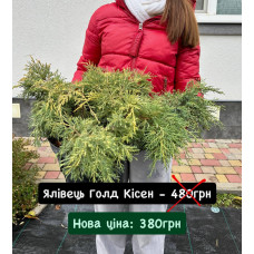 Ялівець Голдкіссен продам саджанець, діаметр 50 см,  продам ялівець Goldkissen