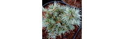 Кедр гімалайський Blue Pygmy, Cedrus deodara Blue Pygmy