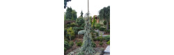 Кедр ліванський Blue Fountain, Cedrus libani Blue Fountain