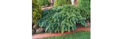 Кедр ліванський Hedgehog, Cedrus libani Hedgehog