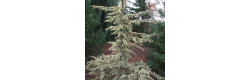 Кедр ліванський Sahara Frost, Cedrus libani Sahara Frost